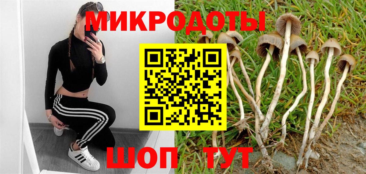 Псилоцибиновые грибы Psilocybe Владимир